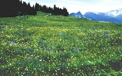 During the summer at Hurricane Ridge, subalpine flowers blanket the patchy meadows...